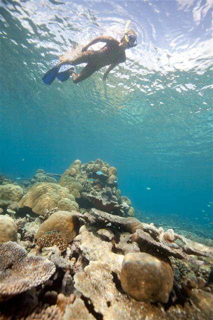 빼어난 수중 환경을 자랑하는 몰디브에서는 스노클링이 대중적인 수상 레포츠다. 간단한 장비만 있으면 누구나 스노클링을 즐길 수 있다.  이루푸시 리조트 제공