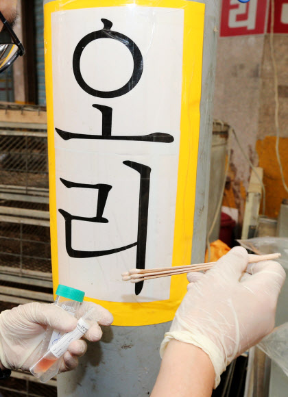 광주와 전남 담양의 전통시장에서 조류인플루엔자(AI) 항원(H5N8)이 검출된 21일 오전 광주 북구의 한 전통시장에서 검역 관계자가 가금류 우리에서 시료를 채취하고 있다.  연합뉴스
