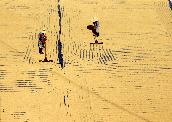21일 강원 춘천시 도농업기술원에서 직원들이 수확한 벼를 가을볕에 말리고 있다.  연합뉴스
