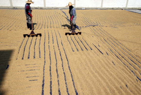 21일 강원 춘천시 도농업기술원에서 직원들이 수확한 벼를 가을볕에 말리고 있다.  연합뉴스