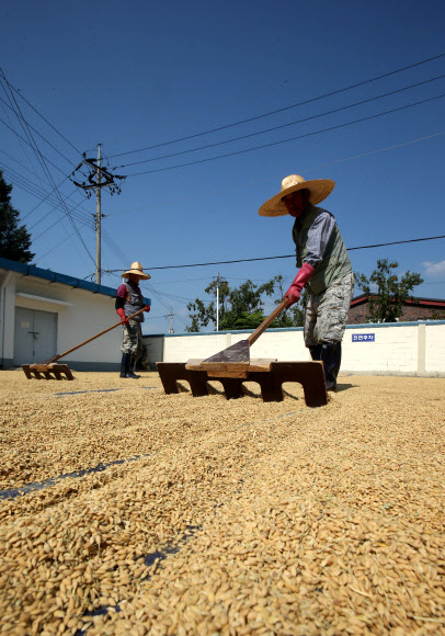 21일 강원 춘천시 도농업기술원에서 직원들이 수확한 벼를 가을볕에 말리고 있다.  연합뉴스