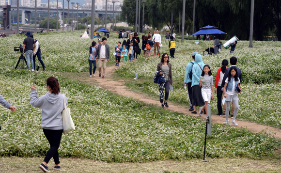 4일  서울 서초구 반포한강공원 서래섬 메밀밭에서  나들이객들이 한강변 가을 메밀꽃 정취를 느끼며 즐거운 시간을 보내고 있다. 서울시는 지난 3일부터 이날까지 반포한강공원 서래섬에서 ‘2015 한강 서래섬 메밀꽃 축제’를 열고 있다 .    이언탁 기자  utl@seoul.co.kr