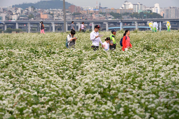 4일  서울 서초구 반포한강공원 서래섬 메밀밭에서  나들이객들이 한강변 가을 메밀꽃 정취를 느끼며 즐거운 시간을 보내고 있다. 서울시는 지난 3일부터 이날까지 반포한강공원 서래섬에서 ‘2015 한강 서래섬 메밀꽃 축제’를 열고 있다 .    이언탁 기자  utl@seoul.co.kr
