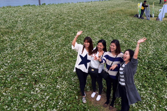4일  서울 서초구 반포한강공원 서래섬 메밀밭에서  나들이객들이 한강변 가을 메밀꽃 정취를 느끼며 즐거운 시간을 보내고 있다. 서울시는 지난 3일부터 이날까지 반포한강공원 서래섬에서 ‘2015 한강 서래섬 메밀꽃 축제’를 열고 있다 .    이언탁 기자  utl@seoul.co.kr