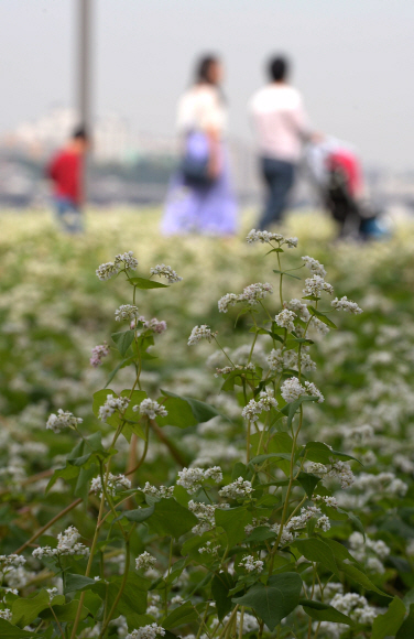 4일  서울 서초구 반포한강공원 서래섬 메밀밭에서  나들이객들이 한강변 가을 메밀꽃 정취를 느끼며 즐거운 시간을 보내고 있다. 서울시는 지난 3일부터 이날까지 반포한강공원 서래섬에서 ‘2015 한강 서래섬 메밀꽃 축제’를 열고 있다 .    이언탁 기자  utl@seoul.co.kr