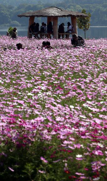 한강에 가득한 코스모스