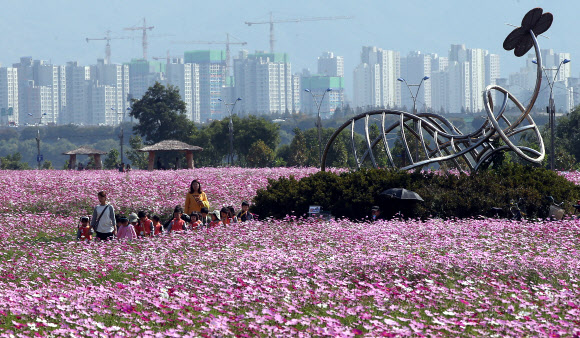 한강에 가득한 코스모스