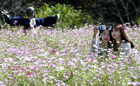 여심 사로잡은 코스모스