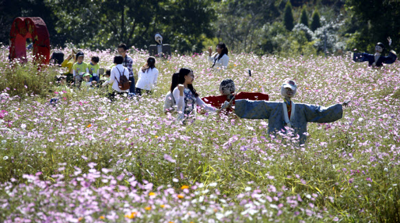 여심 사로잡은 코스모스