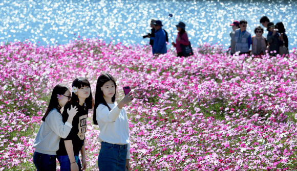 코스모스 축제 즐기는 시민들