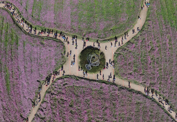 코스모스 축제 전경