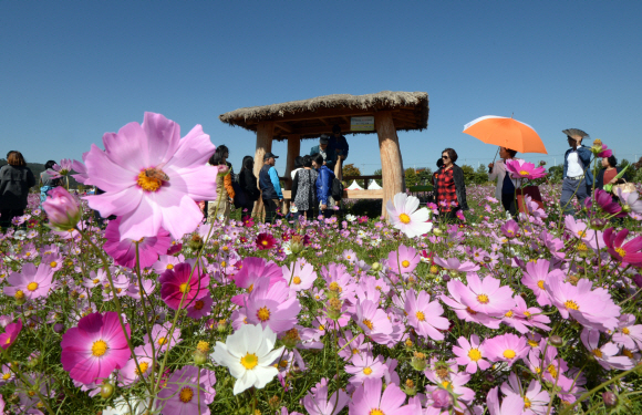 코스모스 축제 즐기는 시민들