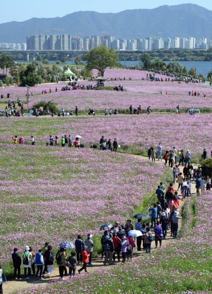 코스모스 축제 한창