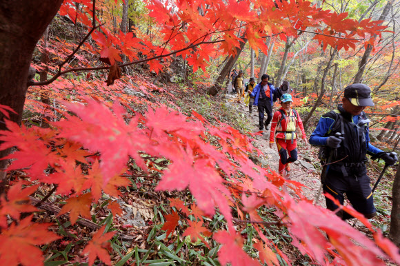 오대산 단풍 속으로