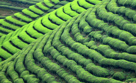 허베이성 차밭 단지.Oct. 13, 2015 (Xinhua) -- Photo taken on Oct. 10, 2015 shows the tea garden in Zouma Town of Hefeng County, central China’s Hubei Province