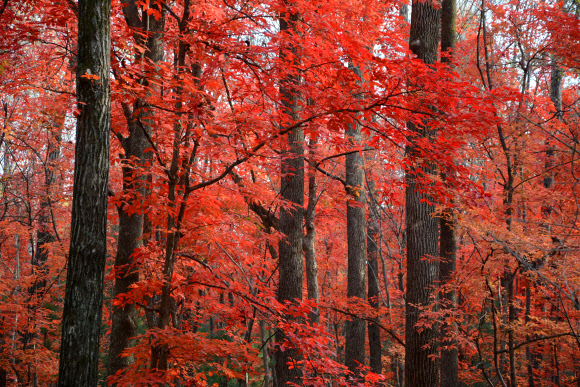 Photo taken on Oct. 7, 2015 shows the red autumnal leaves in Shulan City, northeast China’s Jilin Province.