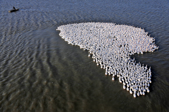Photo taken on Oct. 10, 2015 shows the farmed geese in Jinhu County, east China’s Jiangsu Province.