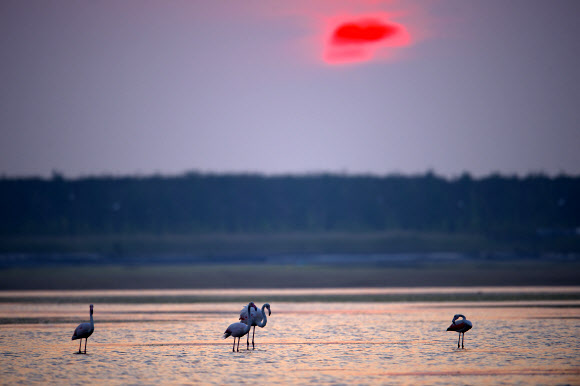 Flamingos walk in wetland in Yancheng, east China’s Jiangsu Province, Oct. 10, 2015.