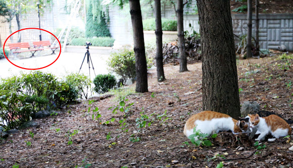 ’캣맘’ 사고현장에 나타난 고양이