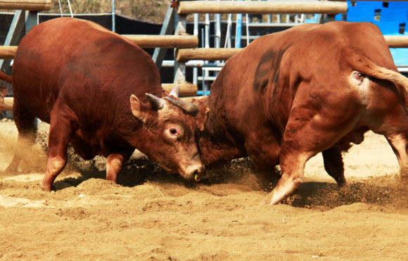 박진감 넘치는 소싸움