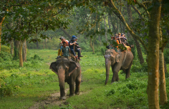 코끼리를 타고 치트완 국립공원 트레킹을 즐기고 있는 여행객들. &#58532;