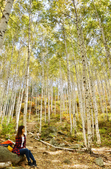 흰 수피의 자작나무들이 순백의 세상을 펼쳐 놓은 인제 원대리 ‘속삭이는 자작나무숲’. 11월부터는 입산이 통제된다. 