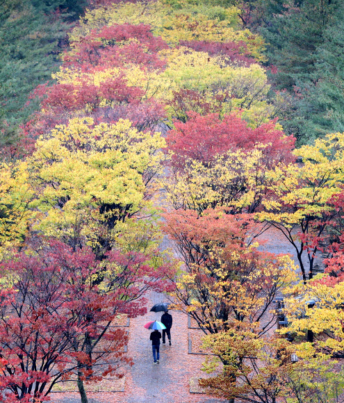 전국 대부분 지역에서 비가내리는 27일, 시민들이 울긋불긋 단풍이 든 대전시청 앞 공원을 지나고 있다. 연합뉴스