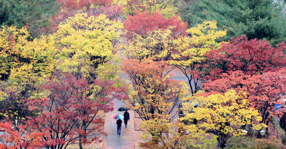 전국 대부분 지역에서 비가내리는 27일, 시민들이 울긋불긋 단풍이 든 대전시청 앞 공원을 지나고 있다. 연합뉴스