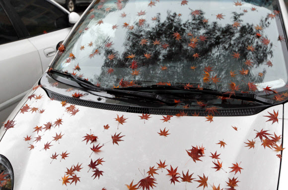 겨울을 재촉하는 비가 내린 27일 오전 강원 춘천시내 한 아파트 단지에 단풍잎이 내려앉은 자동차가 주차돼 있다. 연합뉴스