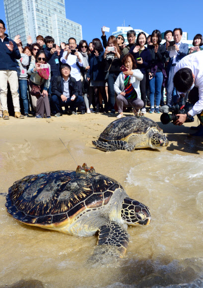 구조된 거북 2마리 1년만에 바다로