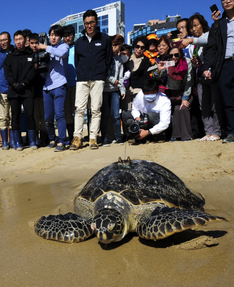 구조된 거북 1년만에 다시 바다로