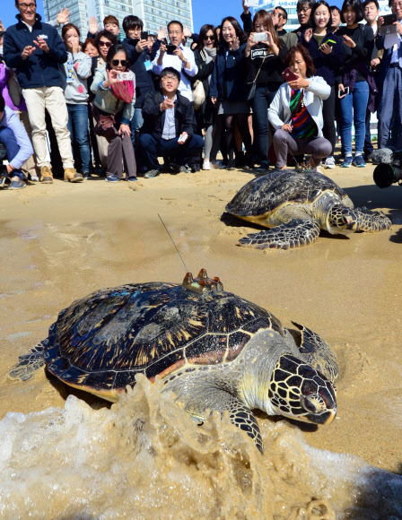 구조된 거북 2마리 다시 바다로