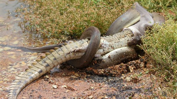거친 악어 통째로 삼키는 거대 비단뱀. 마빈 뮐러/유튜브