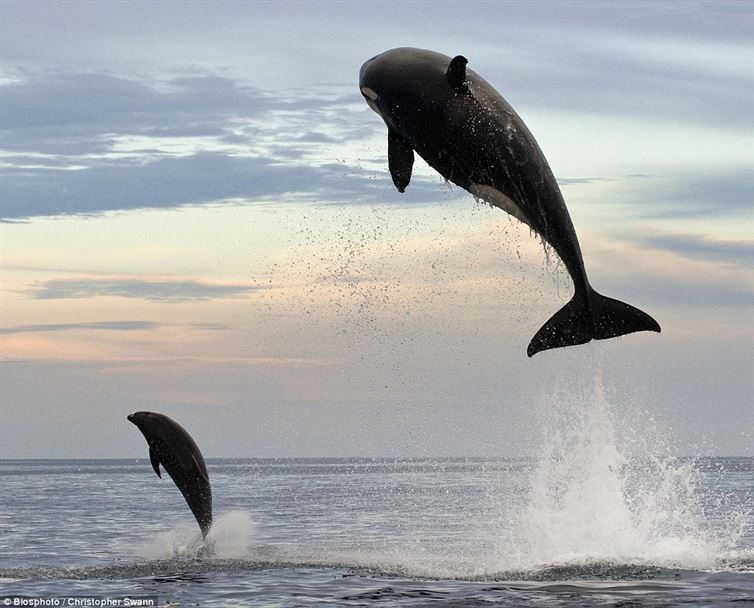 일명 ‘킬러 고래’로 불리는 범고래가 엄청난 높이로 솟구쳐오르고 있다.