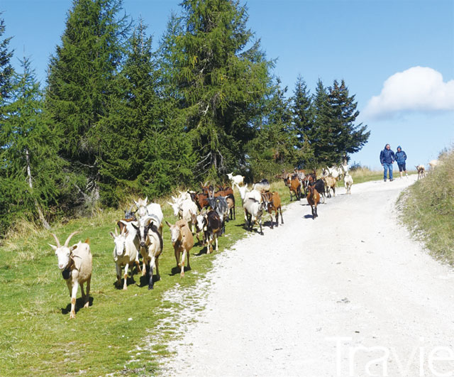 길 중간중간 작은 마을과 목장이 있어 다양한 동물들을 볼 수 있다. 이 날은 염소들과 함께 걸었다