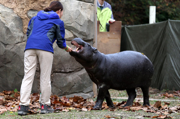 암컷 피그미하마 ’나몽’ 서울동물원에