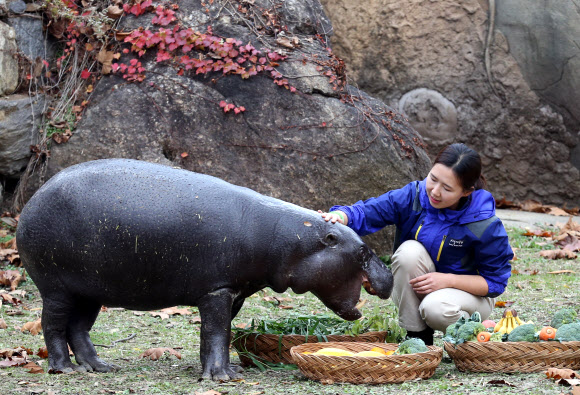 영국서 온 멸종위기종 피그미하마 암컷 ’나몽’