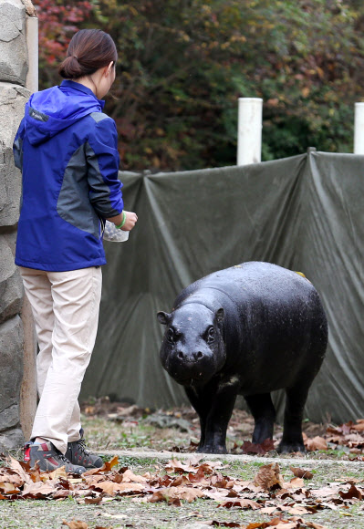 암컷 피그미하마 ’나몽’의 수줍은 등장