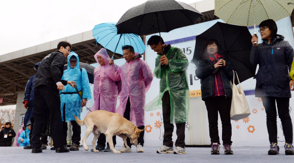 7일 서울 마포구 상암동 월드컵공원 평화의 광장에서 서울신문 주최로 열린 2015 마약퇴치기원 걷기대회 출발에 앞서 관세청 마약탐지견이 여러 명의 사람 중 마약 소지자를 찾는 시범을 보이고 있다. 식품의약품안전처, 관세청, 한국마약퇴치운동본부가 후원한 이번 행사는 마약의 해악과 마약퇴치의 중요성을 알리기 위해서 개최됐다. 2015. 11. 7 손형준 기자 boltagoo@seoul.co.kr