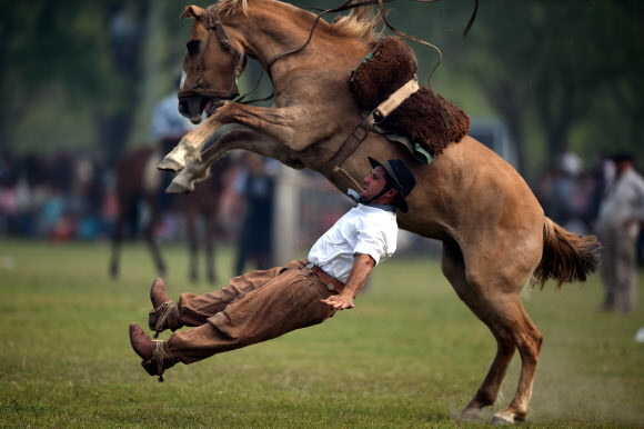 8일(현지시간) 아르헨티나 아르헨티나 산안토니오 데 아레코에서 진행된 ‘전통의 날’ 기념 로데오 경기에서 가우초(남미의 카우보이)가 말에서 떨어지고 있다. ⓒ AFPBBNews=News1
