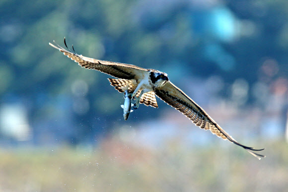 물수리의 숭어 사냥