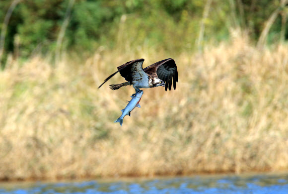 물수리의 숭어 사냥