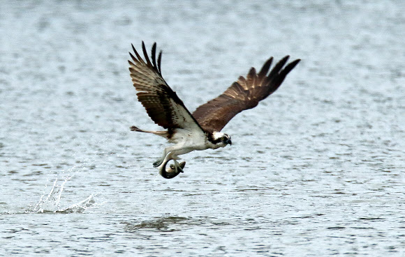 숭어 낚아챈 물수리