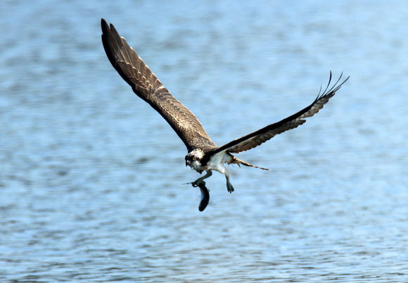 먹이활동 바쁜 물수리