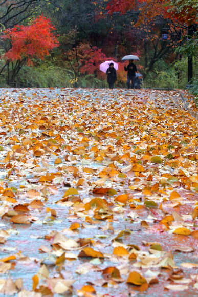 가을비와 함께 쌓여가는 낙엽