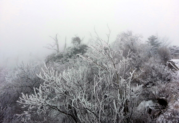눈꽃 핀 평창 발왕산 정상