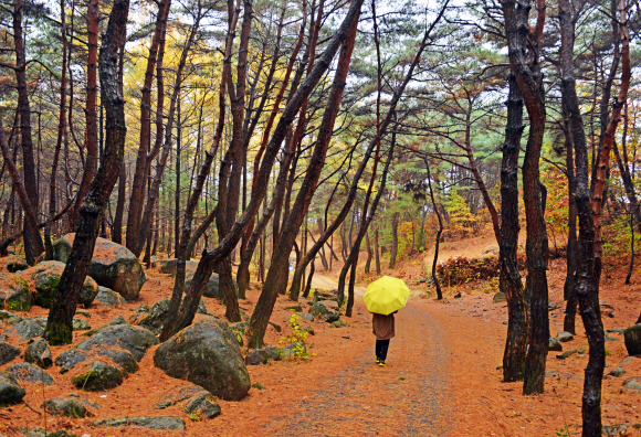 솔갈비로 뒤덮인 북지장사 소나무 숲길