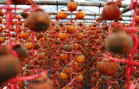 24일 오전 전북 완주군 경천면 곶감마을에 걸려 있는 곶감이 일조량 부족과 연일 내린 비로 곰팡이가 슬어 있다. 경천면 곶감 농가의 83%는 곶감이 썩거나 곰팡이가 피어 올해 농사를 망쳤다.  연합뉴스