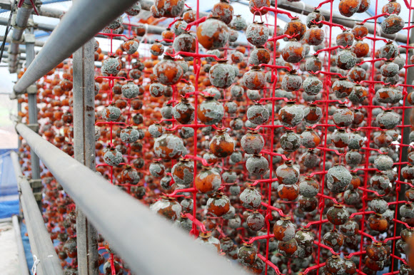 24일 오전 전북 완주군 경천면 곶감마을에 걸려 있는 곶감이 일조량 부족과 연일 내린 비로 곰팡이가 슬어 있다. 경천면 곶감 농가의 83%는 곶감이 썩거나 곰팡이가 피어 올해 농사를 망쳤다.  연합뉴스