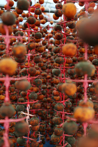 24일 오전 전북 완주군 경천면 곶감마을에 걸려 있는 곶감이 일조량 부족과 연일 내린 비로 곰팡이가 슬어 있다. 경천면 곶감 농가의 83%는 곶감이 썩거나 곰팡이가 피어 올해 농사를 망쳤다.  연합뉴스